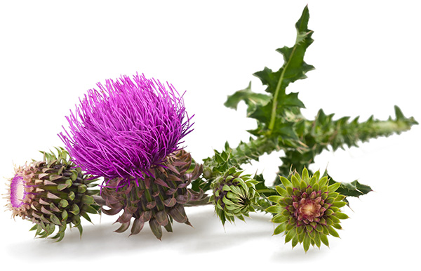 she-is-a-thistle-sifter.jpg